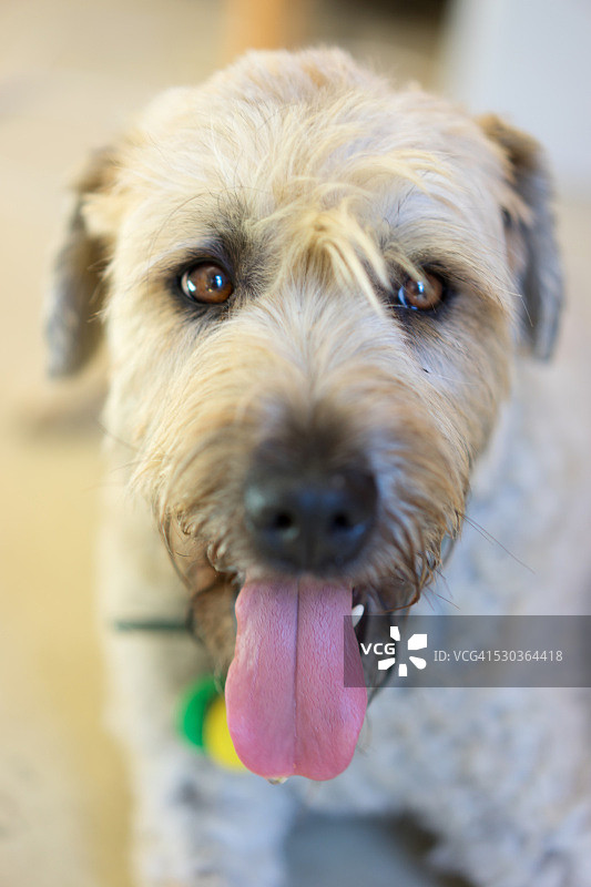 快乐的狗图片素材