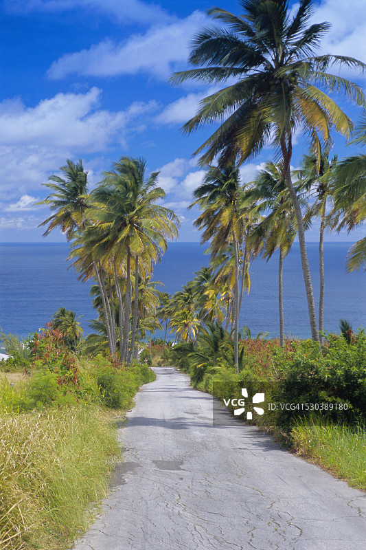 通往巴巴多斯巴特谢巴的棕榈树路，西印度群岛，加勒比海，中美洲图片素材