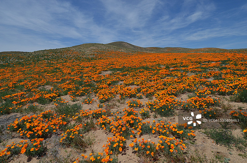羚羊谷罂粟花保护区图片素材
