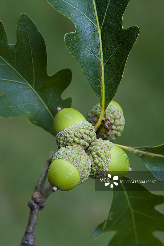 白栎树的橡子和叶子图片素材
