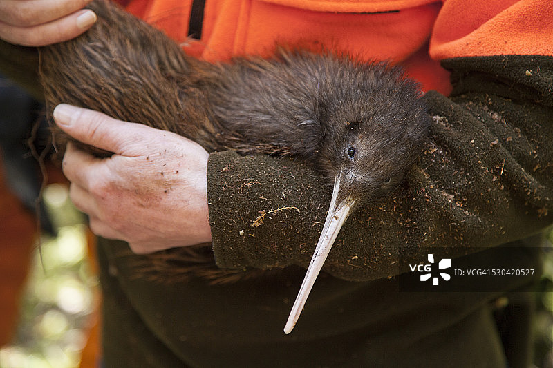 棕色猕猴桃图片素材