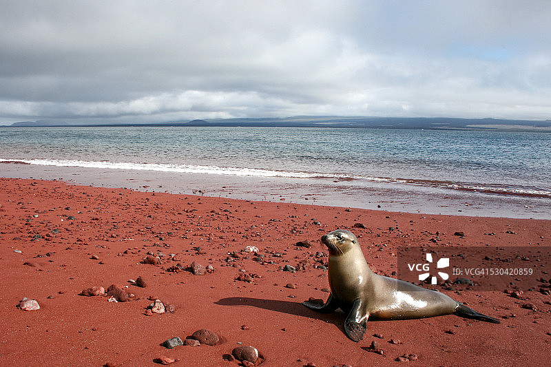 罗哈海滩上的海狮图片素材