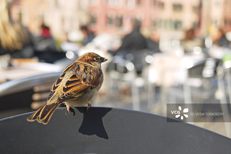 等待面包屑的麻雀图片素材