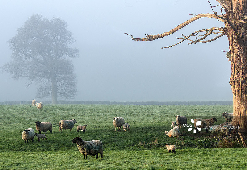田野里的绵羊图片素材