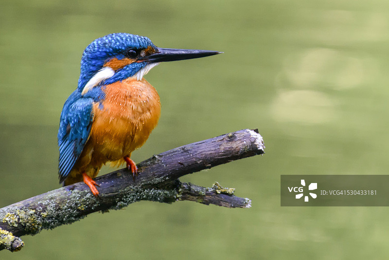 栖息在树枝上的翠鸟图片素材