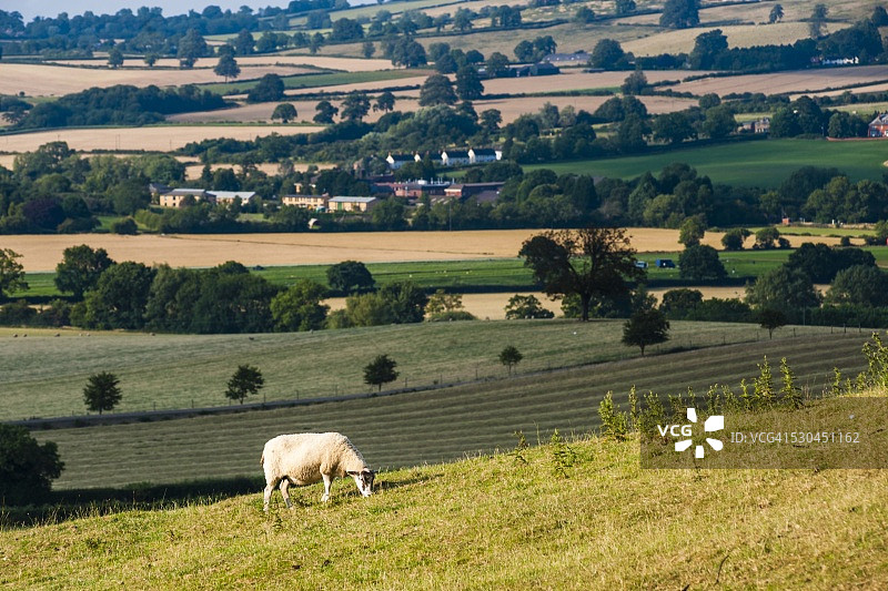 科茨沃尔德奇平卡姆登的绵羊，格洛斯特郡，英国图片素材