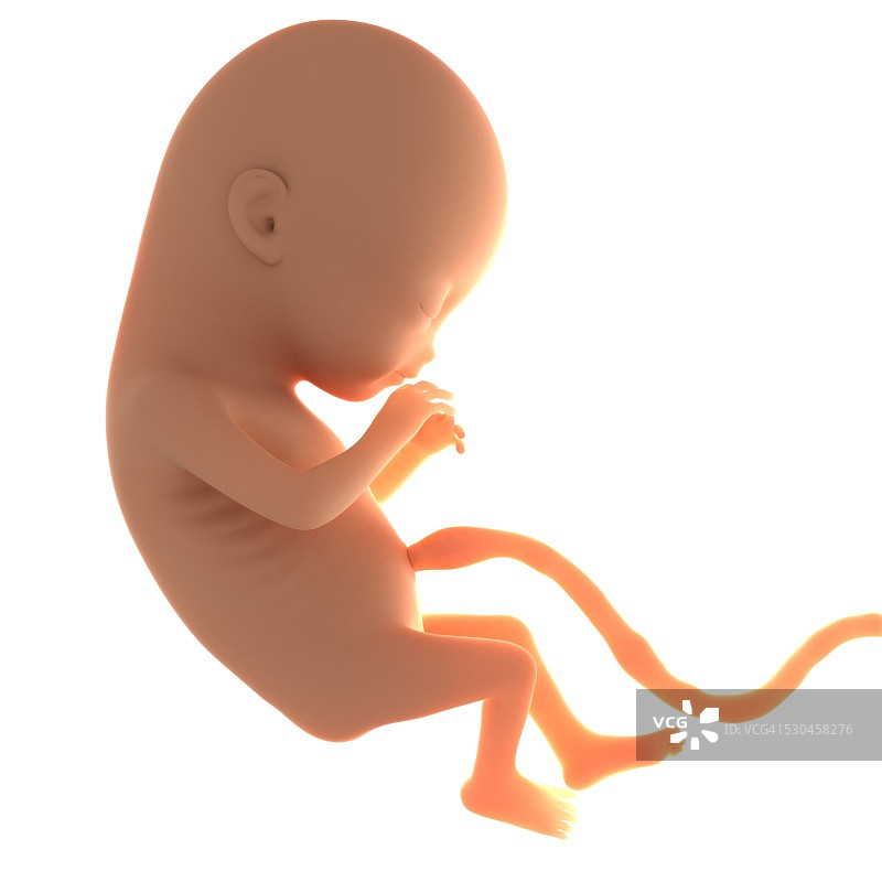 两个月大的胎儿，艺术作品图片素材