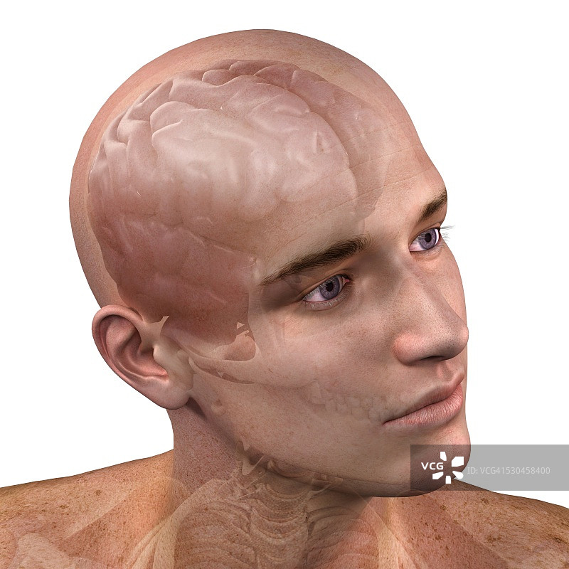 头解剖学、艺术品图片素材