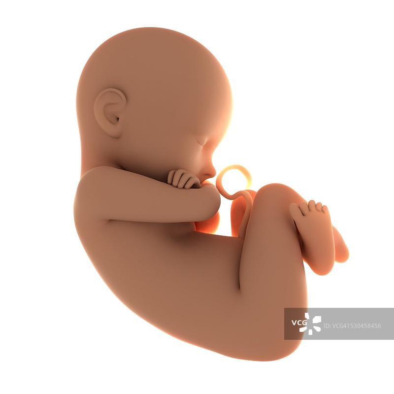 足月胎儿，艺术作品图片素材