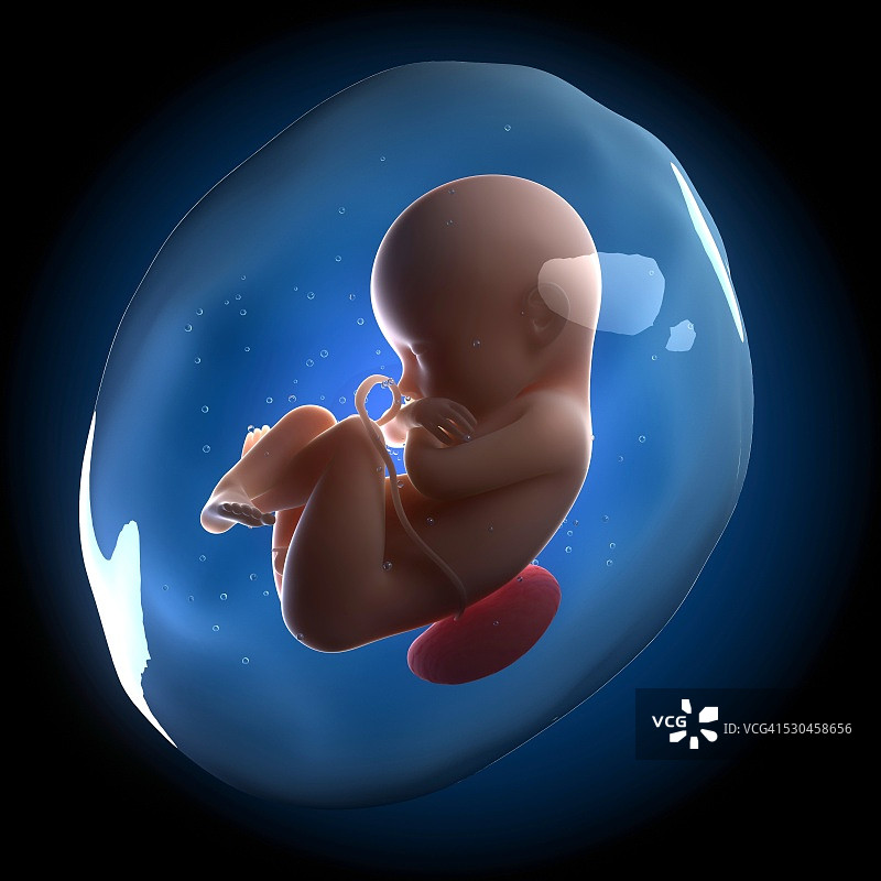 胎儿艺术作品图片素材