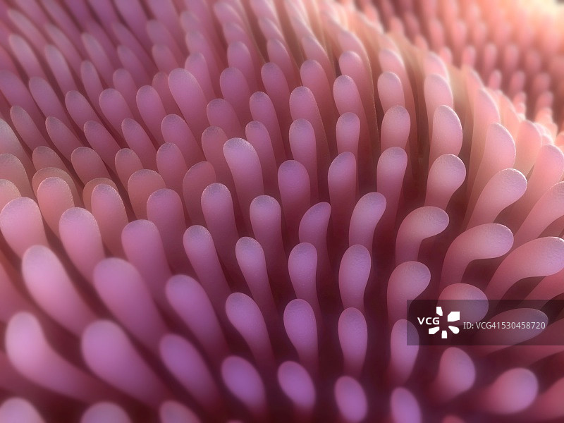 肠绒毛插图图片素材