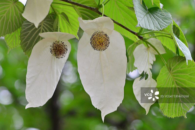 珙桐花图片素材