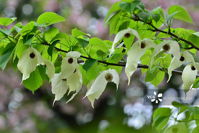 珙桐花图片素材