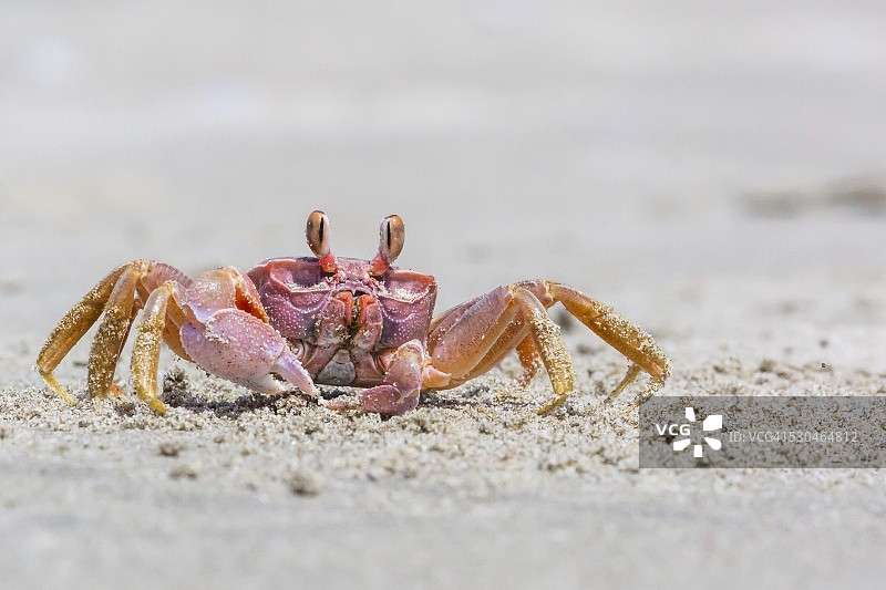 墨西哥Sand Dollar海滩上的成年海滩幽灵蟹图片素材