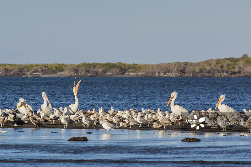 马格达莱纳湾的白鹈鹕及其他滨鸟，墨西哥下加利福尼亚州图片素材