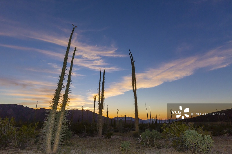 日落时分，在墨西哥下加利福尼亚州天使湾附近的巨柱蕉图片素材