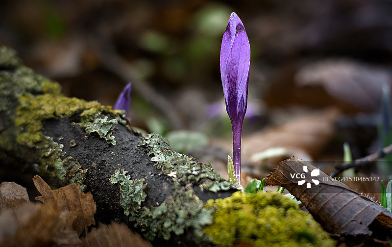 紫色植物图片素材