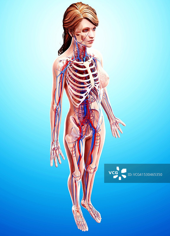 女性心血管系统电脑图图片素材