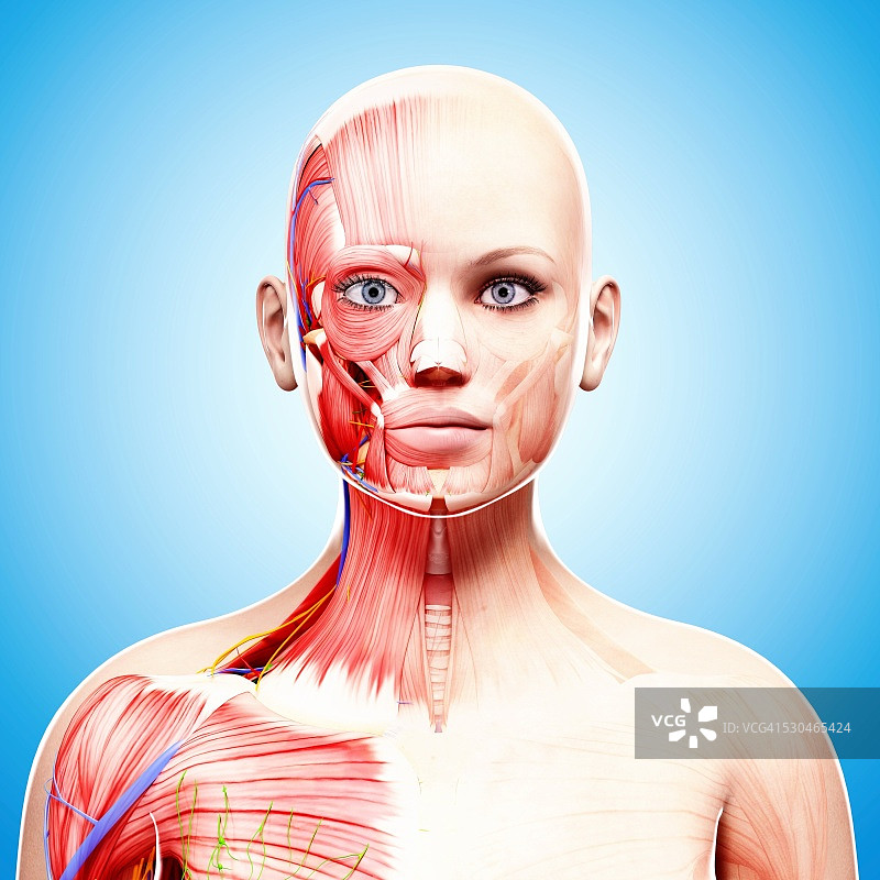 女性解剖学，电脑艺术作品。图片素材