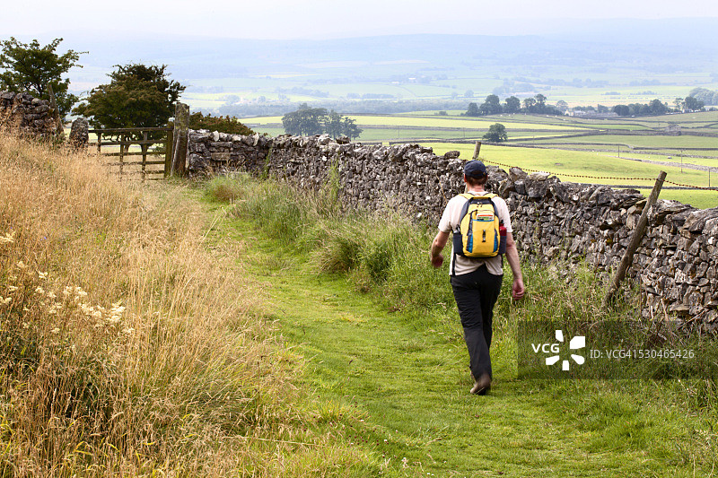 英国约克郡尼德代尔山崖上的石楠花盛开图片素材
