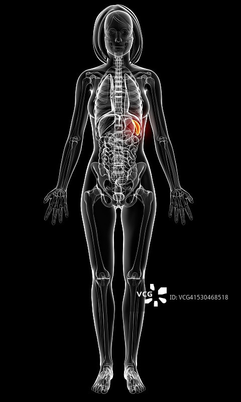 女性解剖学，电脑艺术作品。图片素材