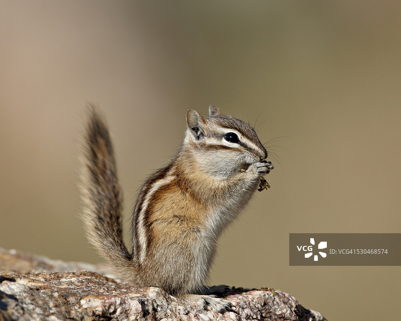 美洲花栗鼠在卡斯特州立公园觅食图片素材
