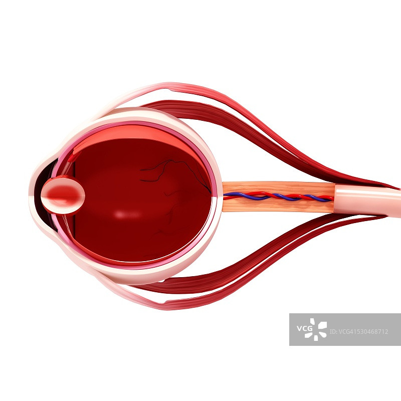 人眼解剖结构计算机艺术作品图片素材