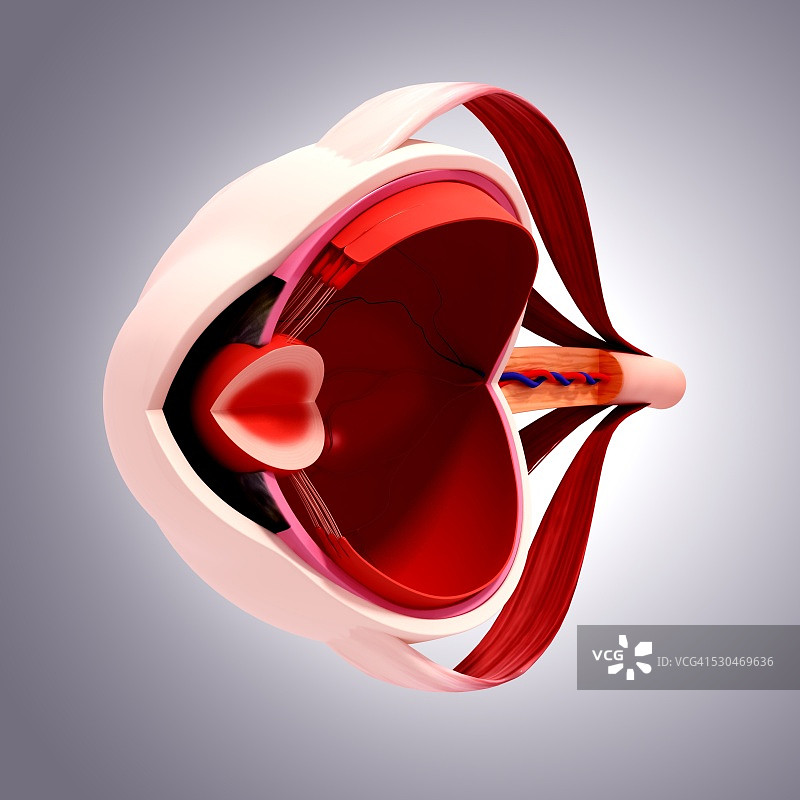 人眼解剖结构计算机艺术作品图片素材