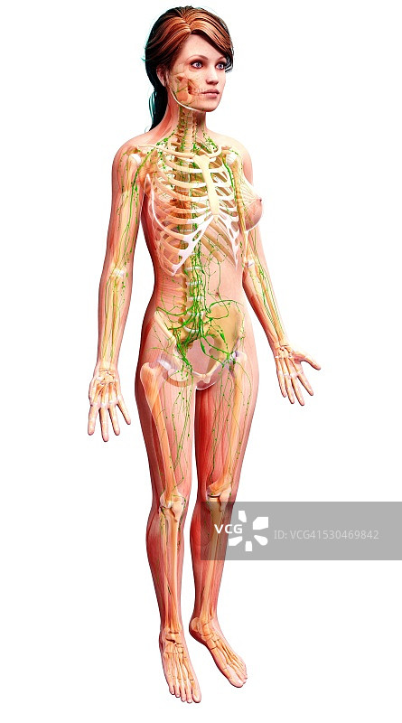 女性淋巴系统电脑图图片素材