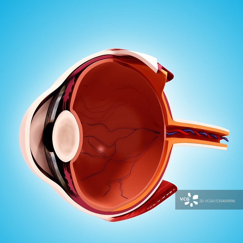 人眼解剖结构计算机艺术作品图片素材