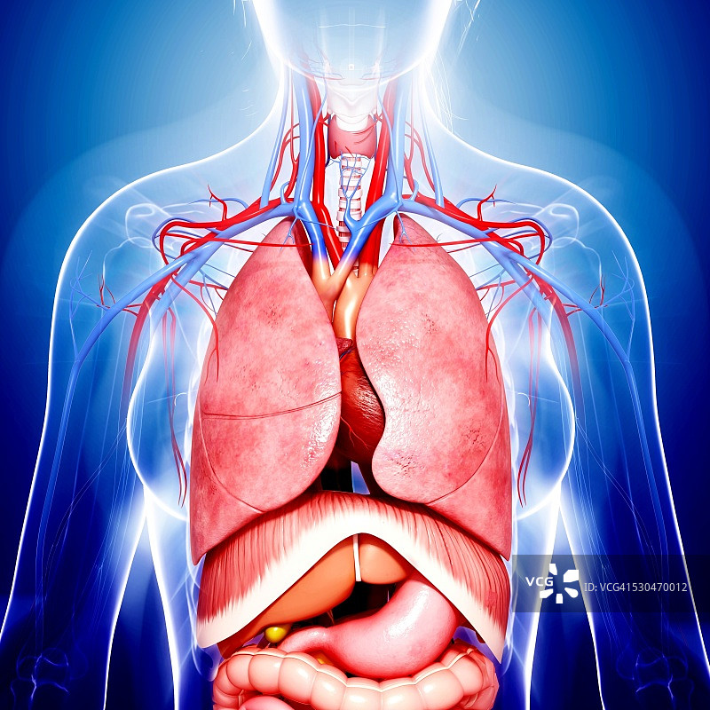 女性解剖学，电脑艺术作品。图片素材