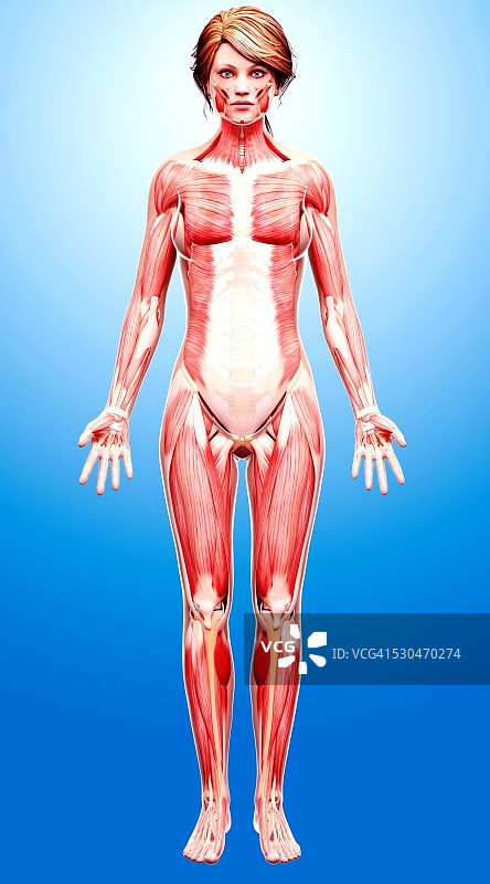 女性肌肉组织（电脑艺术作品）图片素材