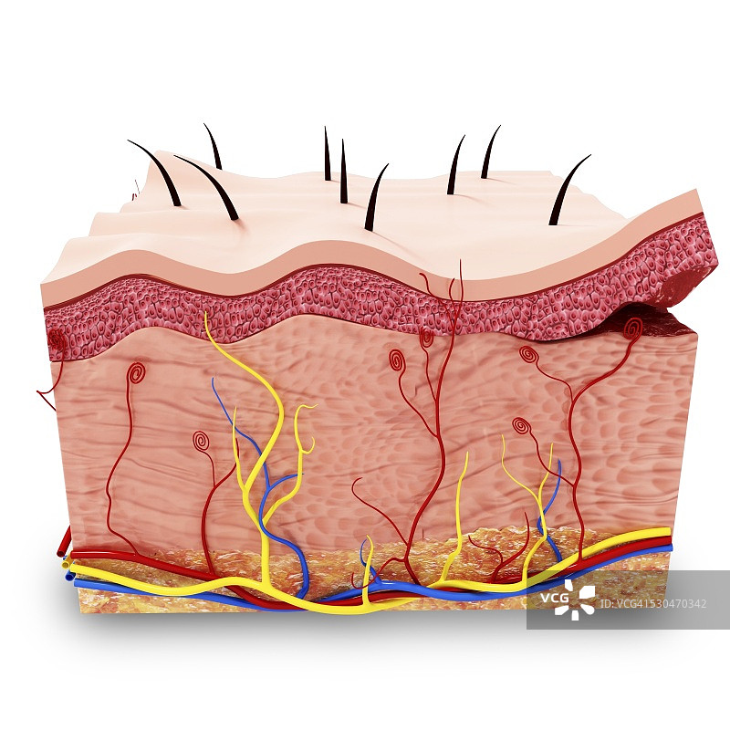 人体皮肤解剖结构电脑艺术作品图片素材