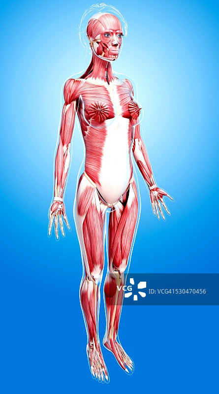 女性肌肉组织（电脑艺术作品）图片素材