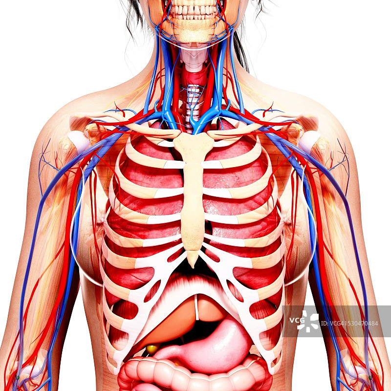 女性解剖学，电脑艺术作品。图片素材