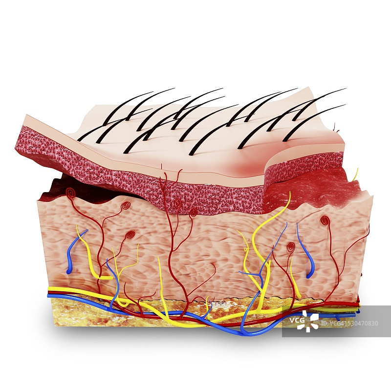 人体皮肤解剖结构电脑艺术作品图片素材