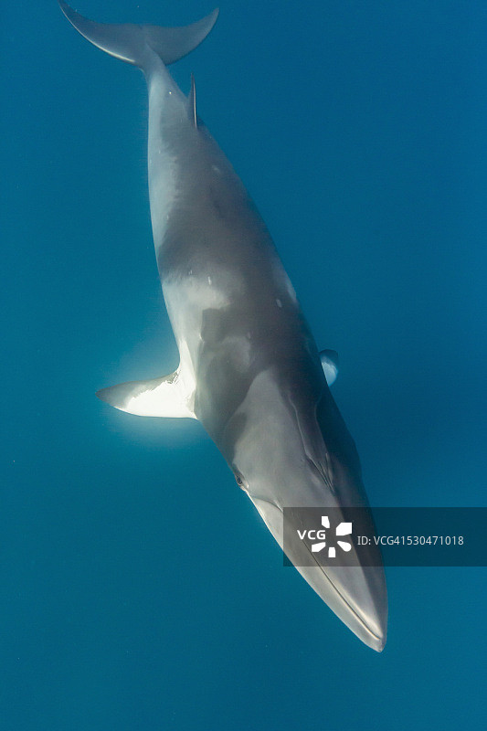 澳大利亚大堡礁附近的成年小须鲸图片素材