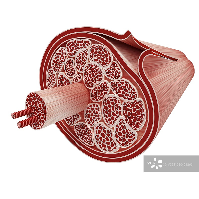 人体肌肉结构电脑图图片素材