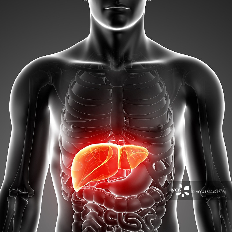 男性解剖学，电脑艺术作品。图片素材