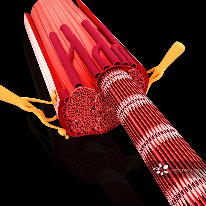 人体肌肉结构电脑图图片素材