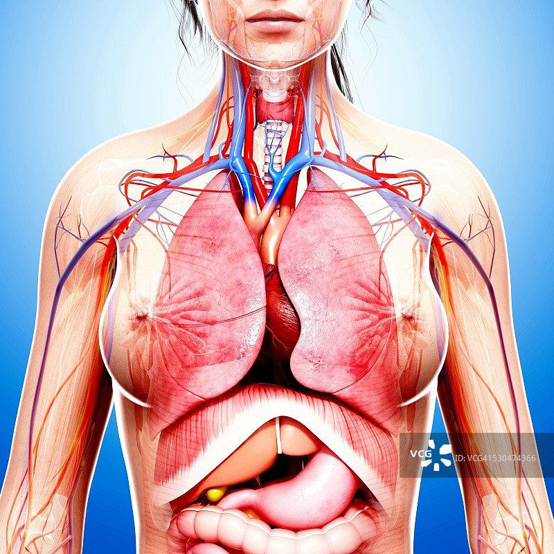 女性解剖学，电脑艺术作品。图片素材