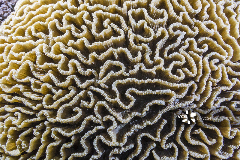 科莫多岛国家公园塞巴尤尔岛的夜间脑珊瑚，印度尼西亚，东南亚图片素材