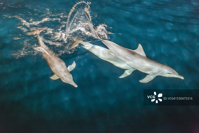 在澳大利亚金伯利扬皮湾夜间社交和觅食的印度太平洋瓶鼻海豚图片素材