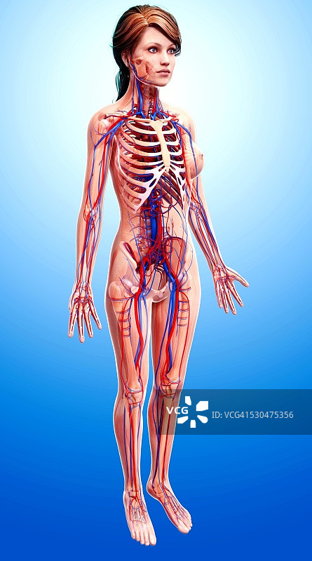 女性心血管系统电脑图图片素材