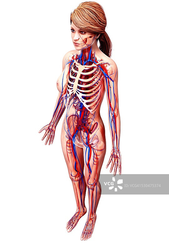 女性心血管系统电脑图图片素材