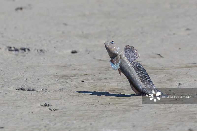 一只成年弹涂鱼在澳大利亚西部的金伯利猎人河上向其他雄性展示图片素材