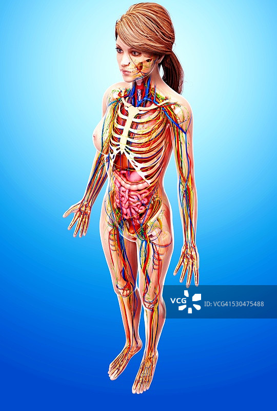 女性解剖学，电脑艺术作品。图片素材