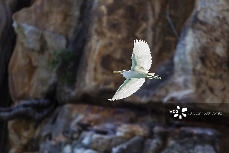 太平洋礁鹭白色型，米切尔河国家公园，金伯利，西澳大利亚，澳大利亚，太平洋图片素材