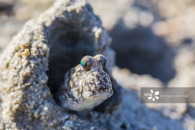 弹涂鱼在澳大利亚金伯利凡西塔特湾的泥滩上图片素材