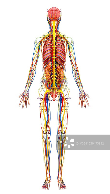 女性解剖学，电脑艺术作品。图片素材